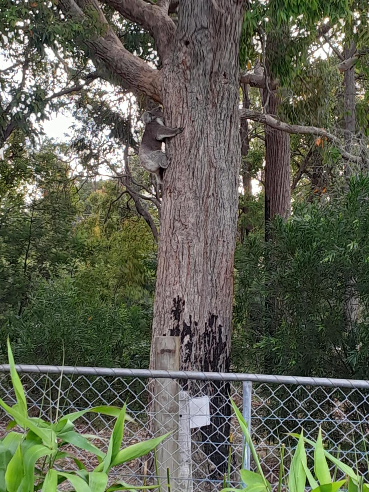 Coola Studio Mallacoota Bagian luar foto